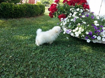 licni oglasi crna gora 2016