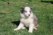 Predrag