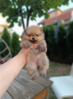 Predrag