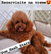 Ruža Šili