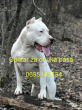 Predrag