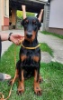 Nedic Dobrivoj 