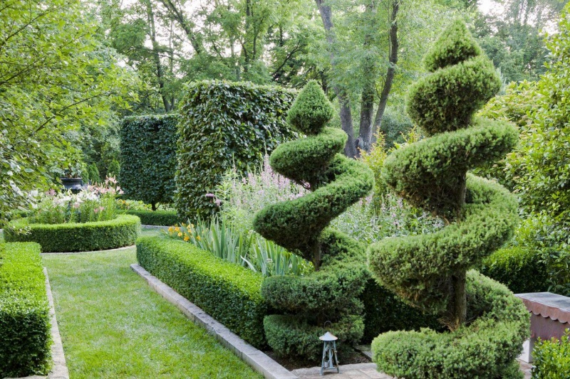 philodendron xanadu dehner Philodendron xanadu Enzie – The Garden Corner main image 0
